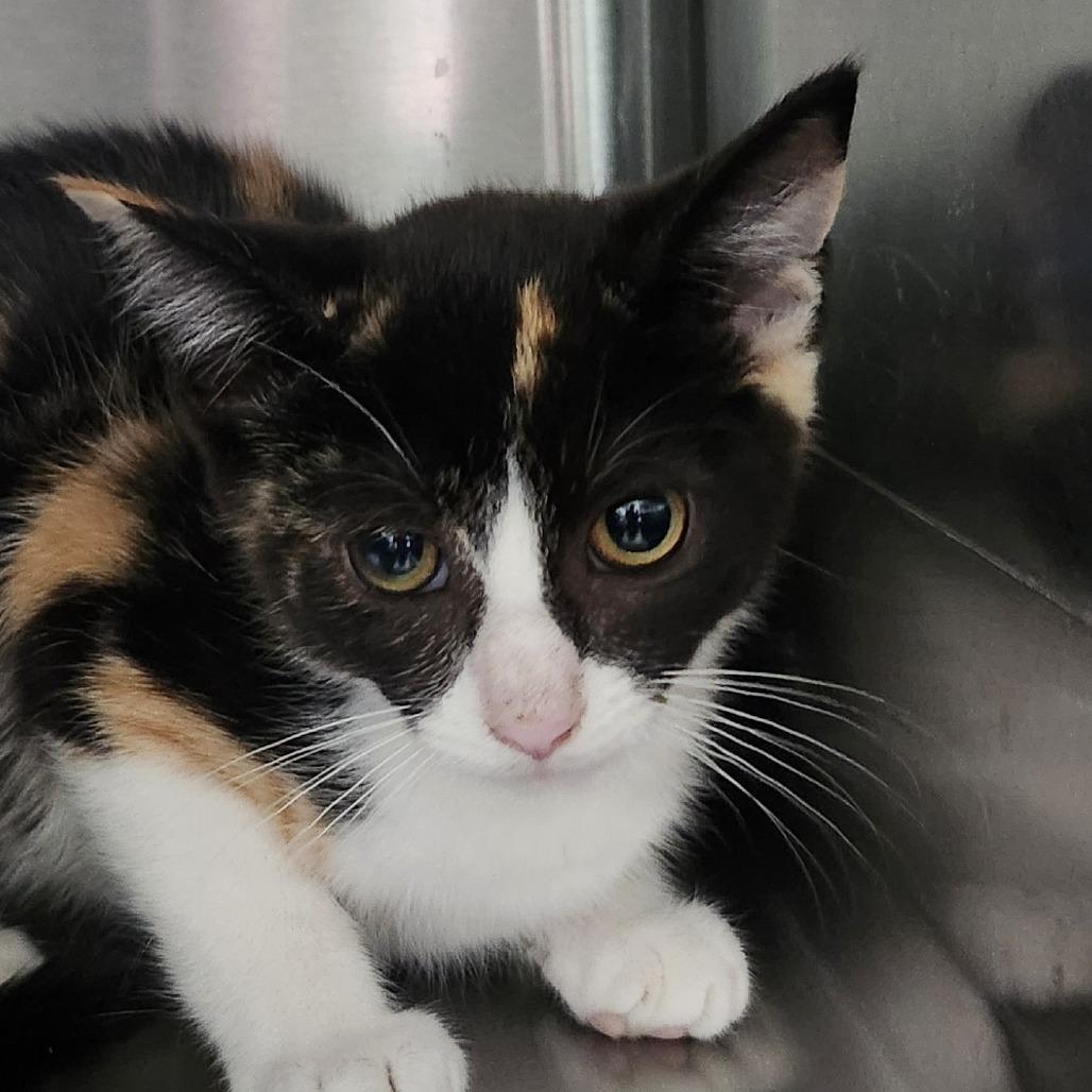 Tessa, Adoptable, Kitten Female Domestic Short Hair.