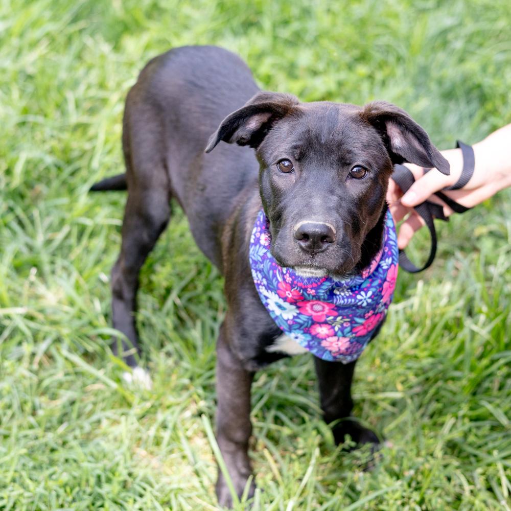 Reba (Female), Adoptable, Puppy Female Labrador Retriever & Hound.