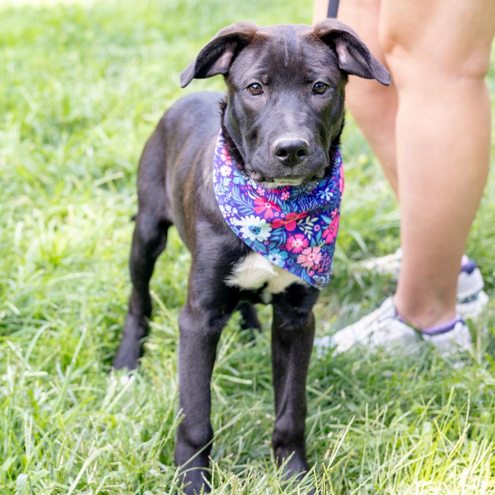 Enlarge Reba (Female), a Adoptable mixed breed in West Grove, PA image 3/6