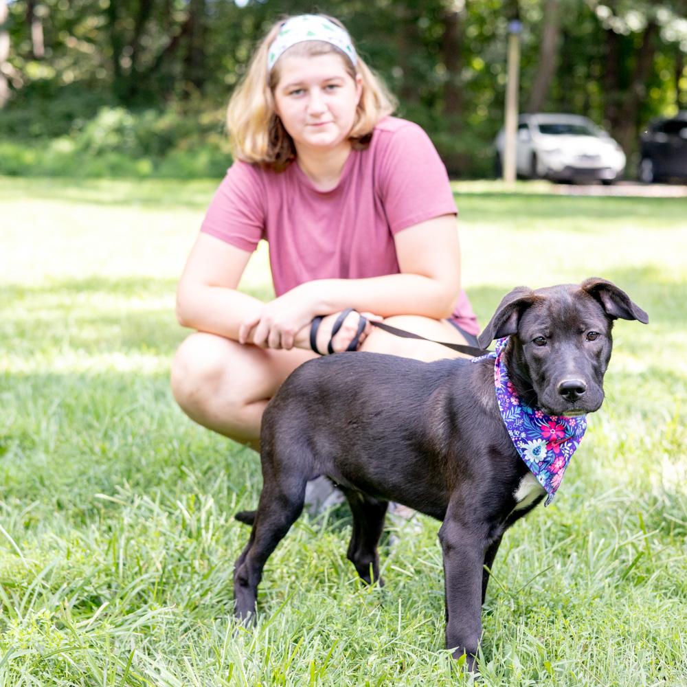 Enlarge Reba (Female), a Adoptable mixed breed in West Grove, PA image 2/6
