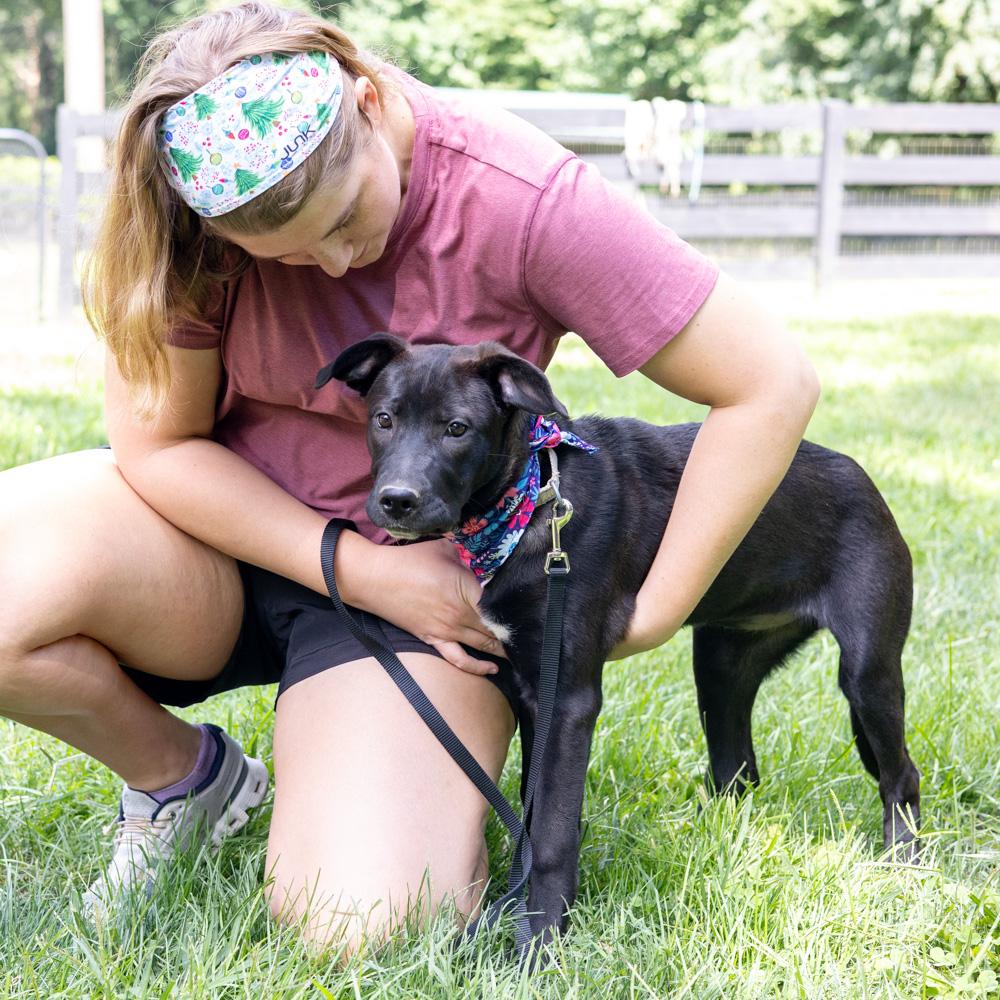 Enlarge Reba (Female), a Adoptable mixed breed in West Grove, PA image 5/6