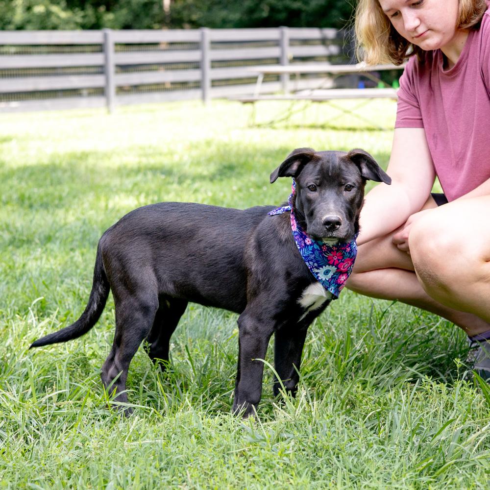 Enlarge Reba (Female), a Adoptable mixed breed in West Grove, PA image 6/6