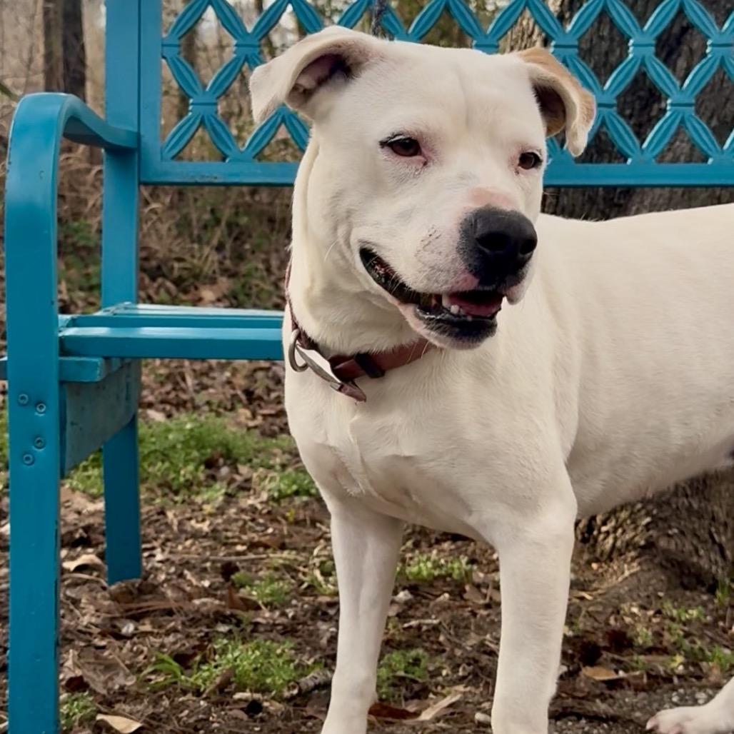 Lorna, a Adoptable Mixed Breed in Monroeville, AL image 1/3
