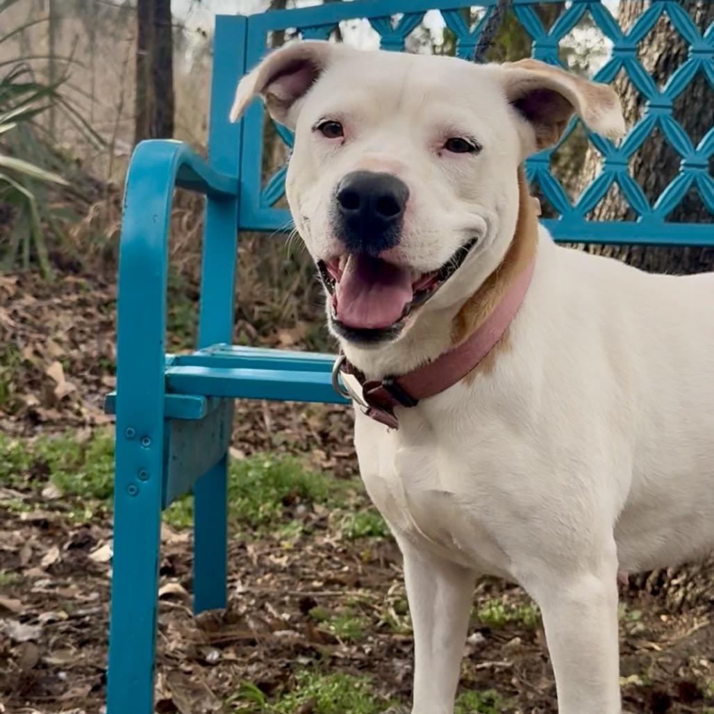 Lorna, a Adoptable Mixed Breed in Monroeville, AL image 2/3