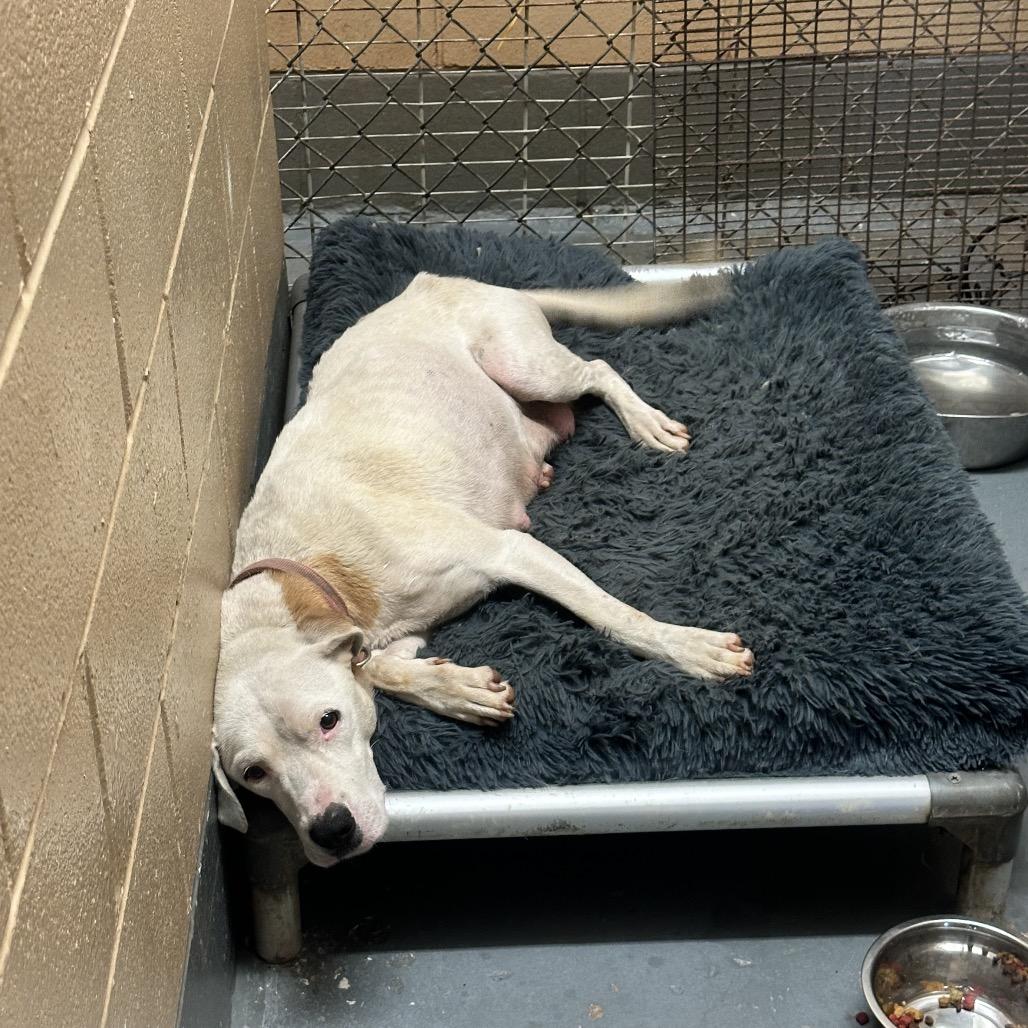Lorna, a Adoptable Mixed Breed in Monroeville, AL image 3/3