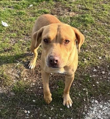 Enlarge Ozzie, a Adoptable mixed breed in St. Anne, IL image 1/3