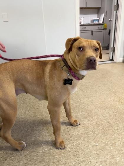 Enlarge Ozzie, a Adoptable mixed breed in St. Anne, IL image 2/3