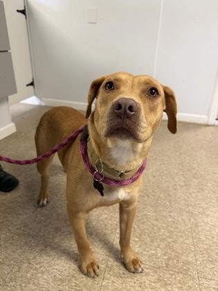Enlarge Ozzie, a Adoptable mixed breed in St. Anne, IL image 3/3