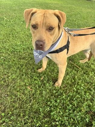 Enlarge Ozzie, a Adoptable mixed breed in St. Anne, IL image 2/3