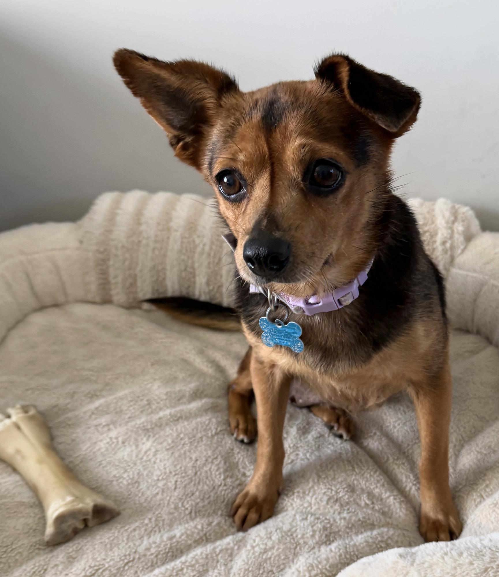 Enlarge Bea, a Adoptable mixed breed in Minneapolis, MN image 4/4