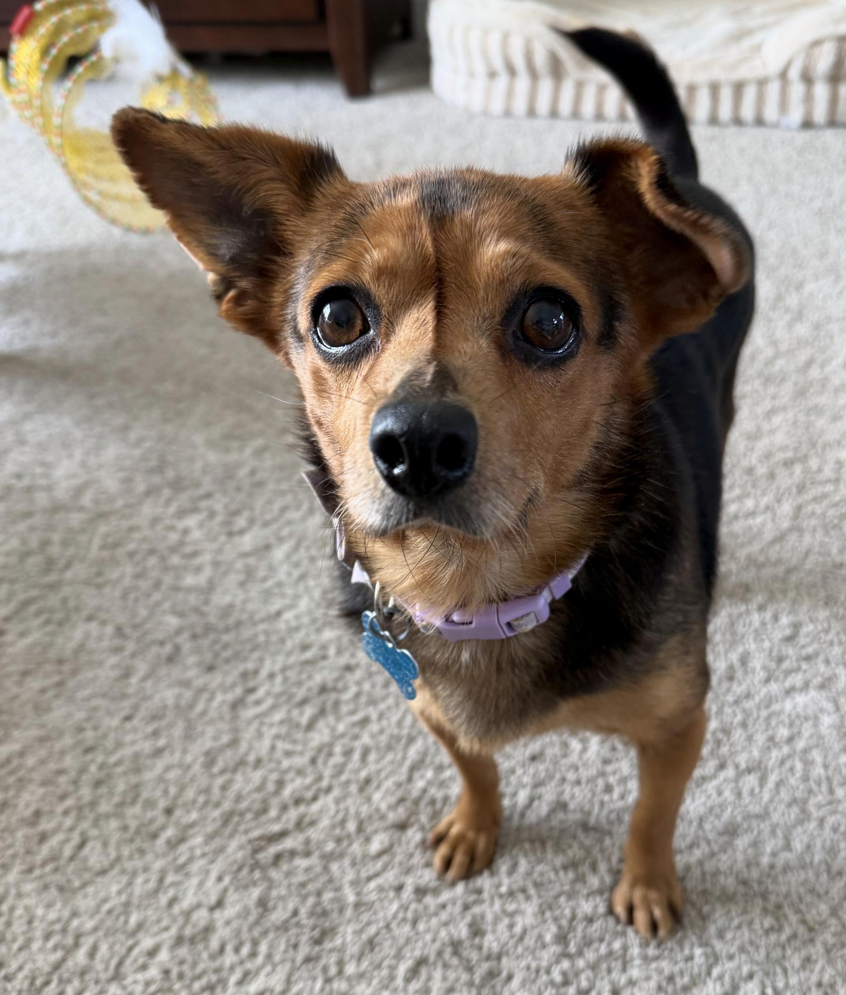 Bea, Adoptable, Adult Female Chihuahua.