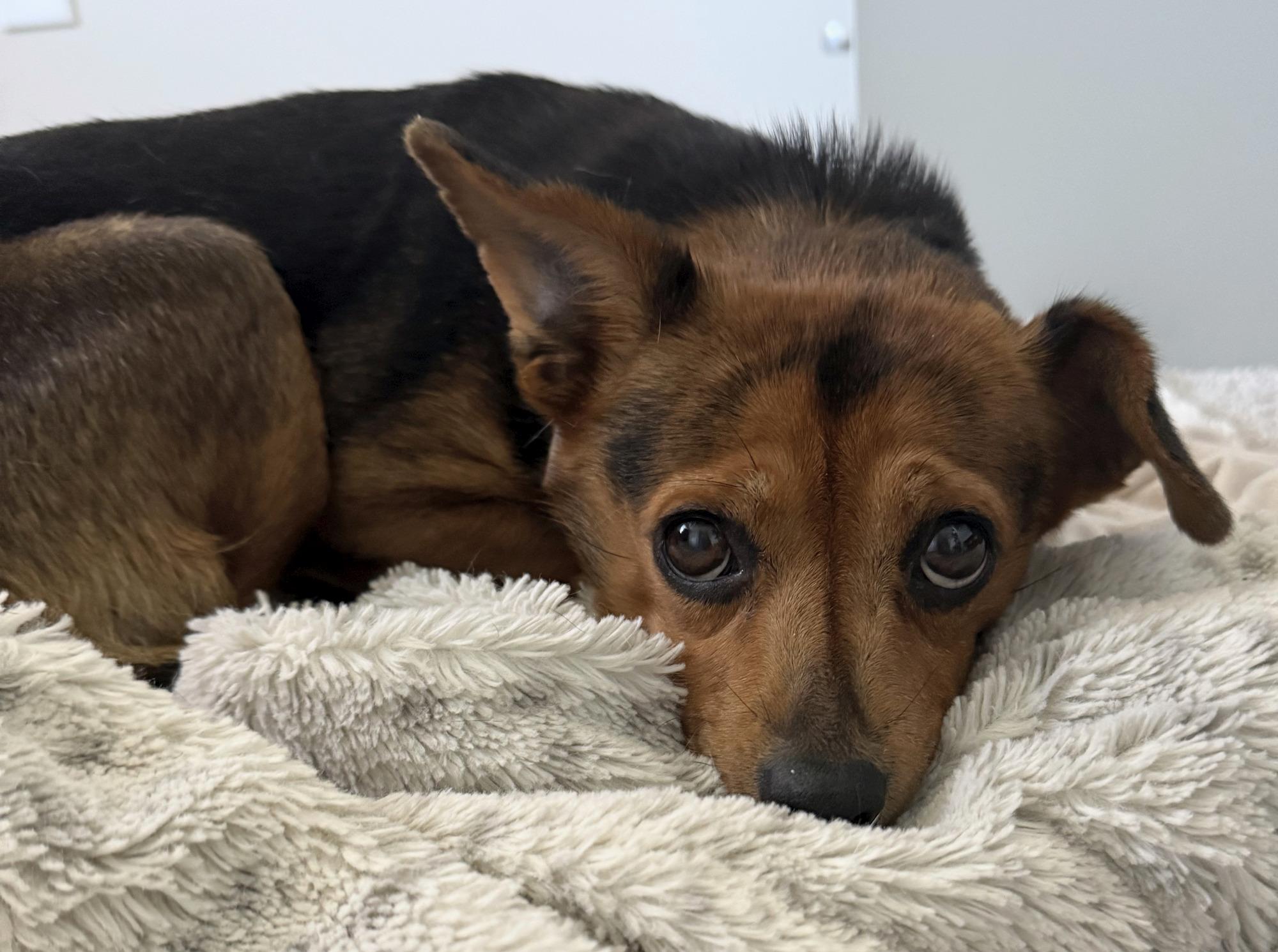 Enlarge Bea, a Adoptable mixed breed in Minneapolis, MN image 3/4