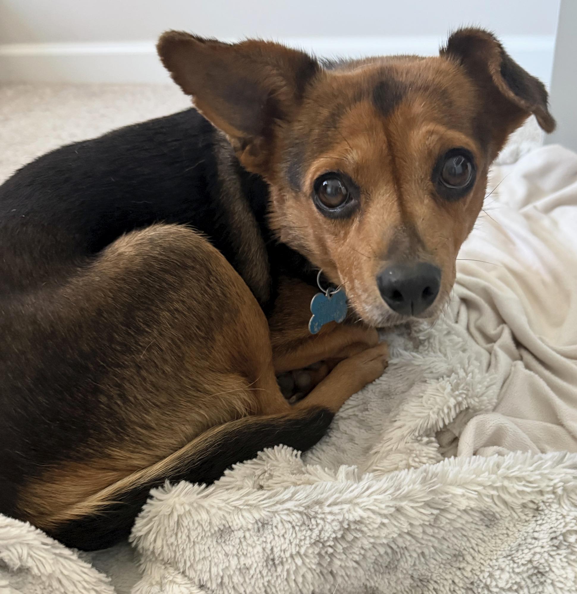 Enlarge Bea, a Adoptable mixed breed in Minneapolis, MN image 2/4