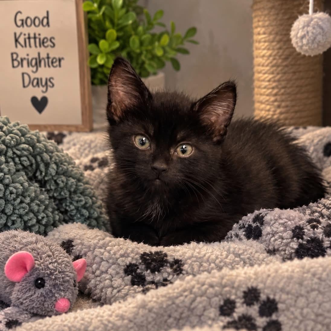 Enlarge Miles, a Adoptable Domestic Short Hair in Andover, MN image 1/1