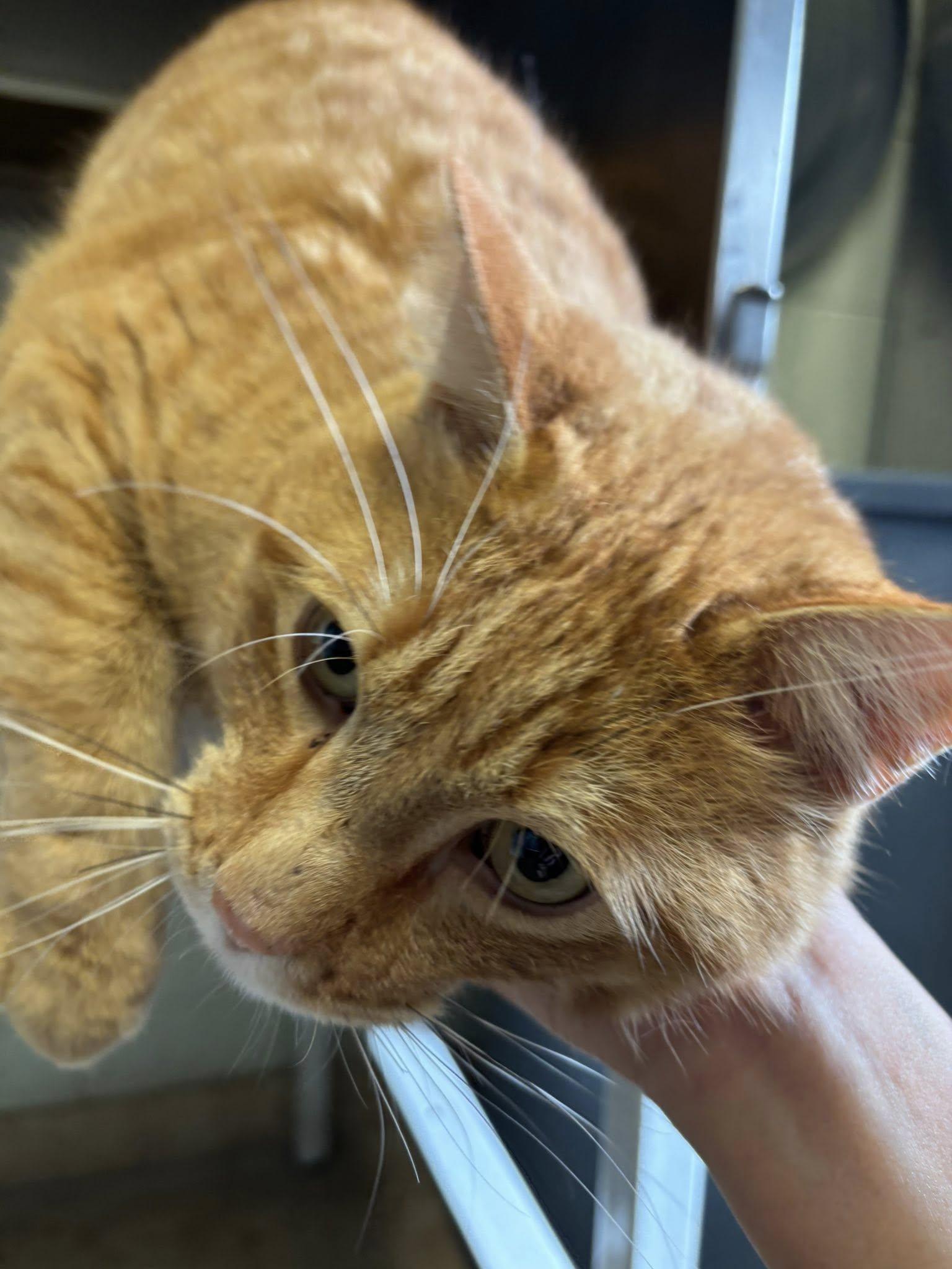 Charles , a ADOPTABLE Domestic Short Hair in Montrose, CO image 2/6