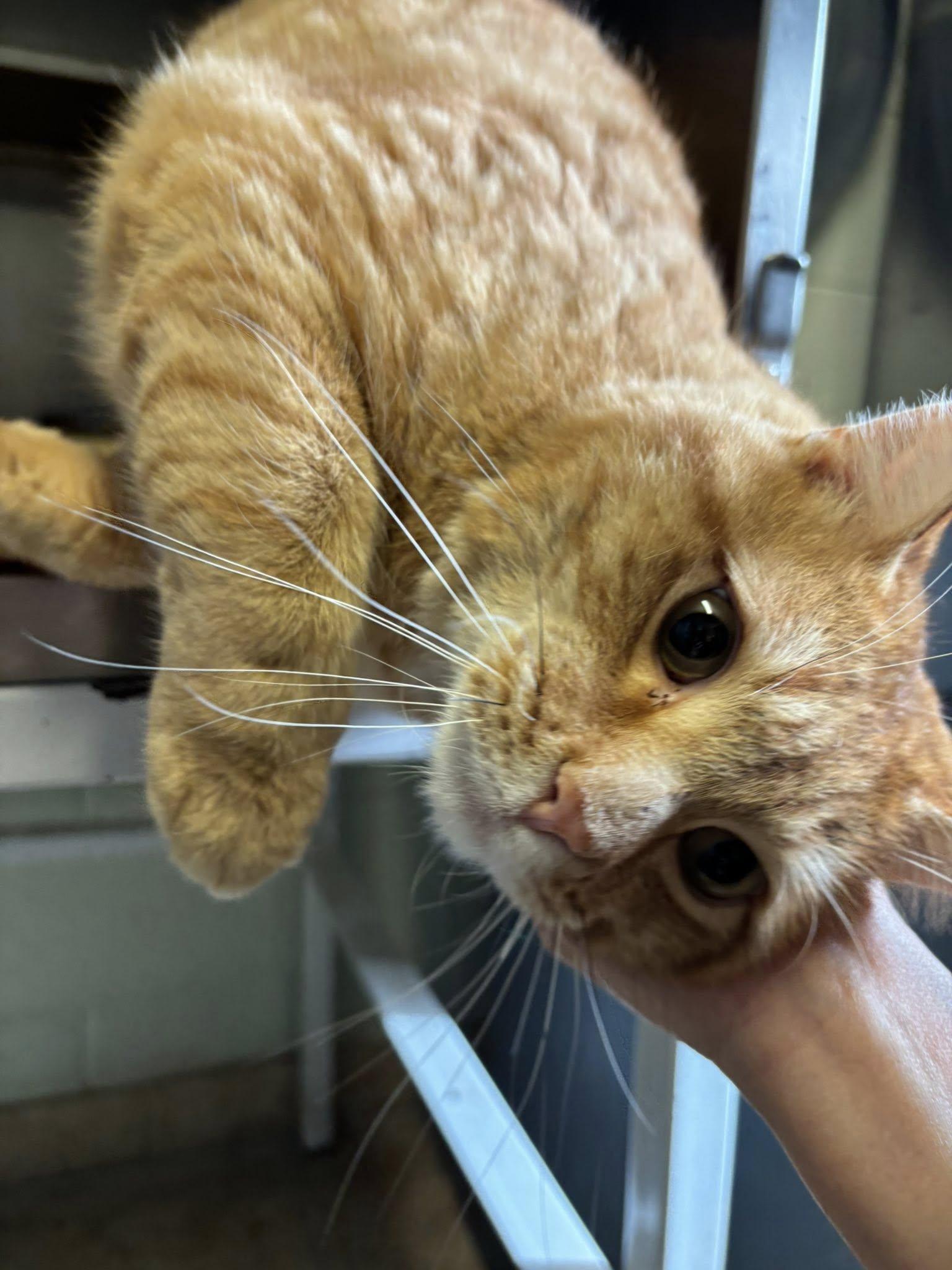 Charles , a ADOPTABLE Domestic Short Hair in Montrose, CO image 3/6