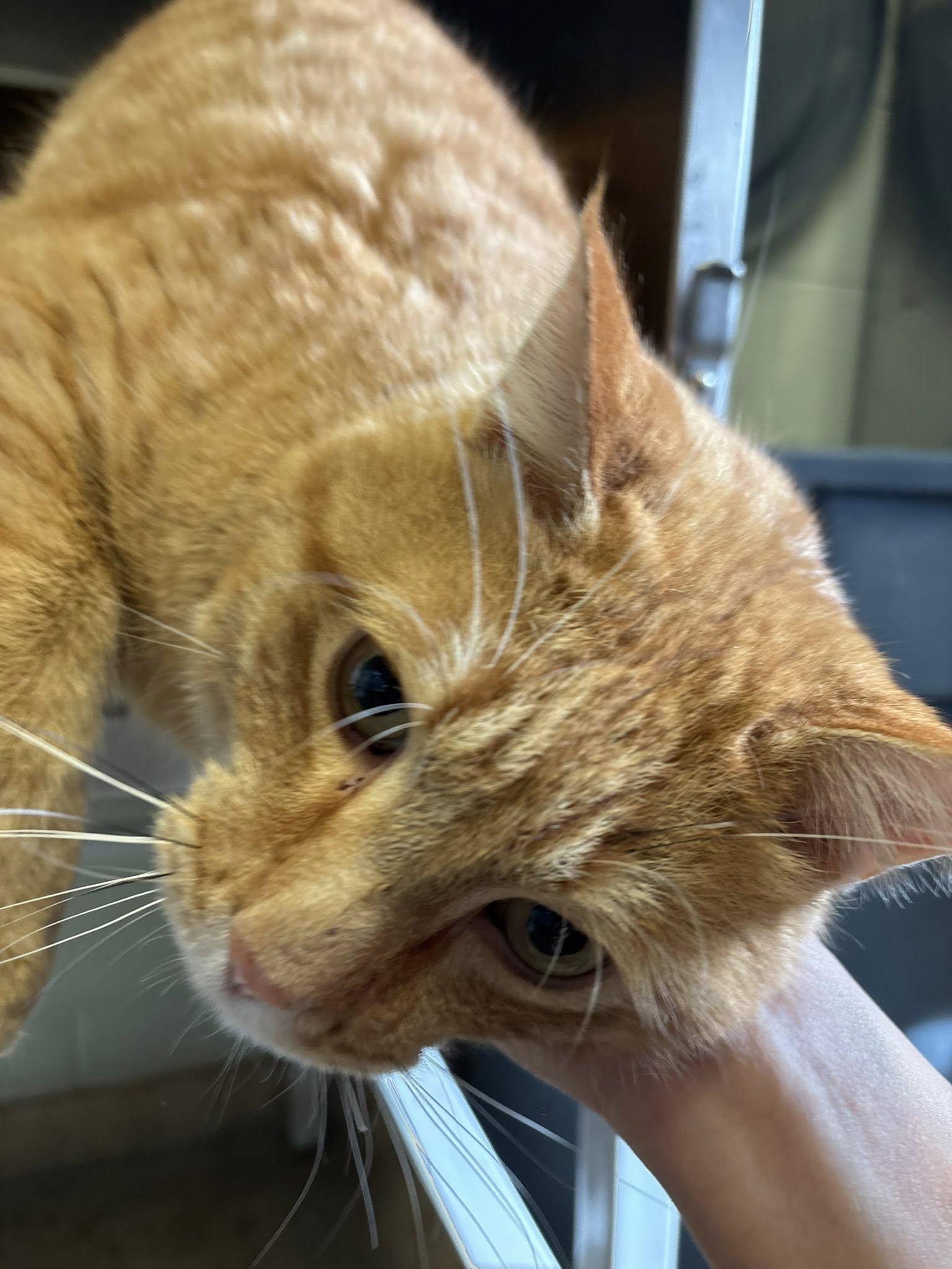 Charles , ADOPTABLE, Adult Male Domestic Short Hair.