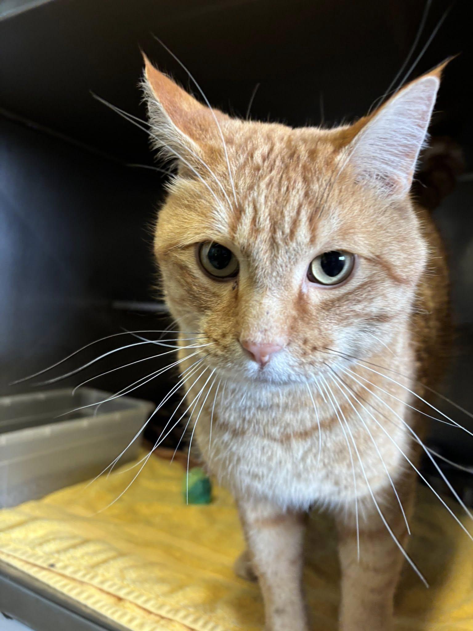 Charles , a ADOPTABLE Domestic Short Hair in Montrose, CO image 4/6