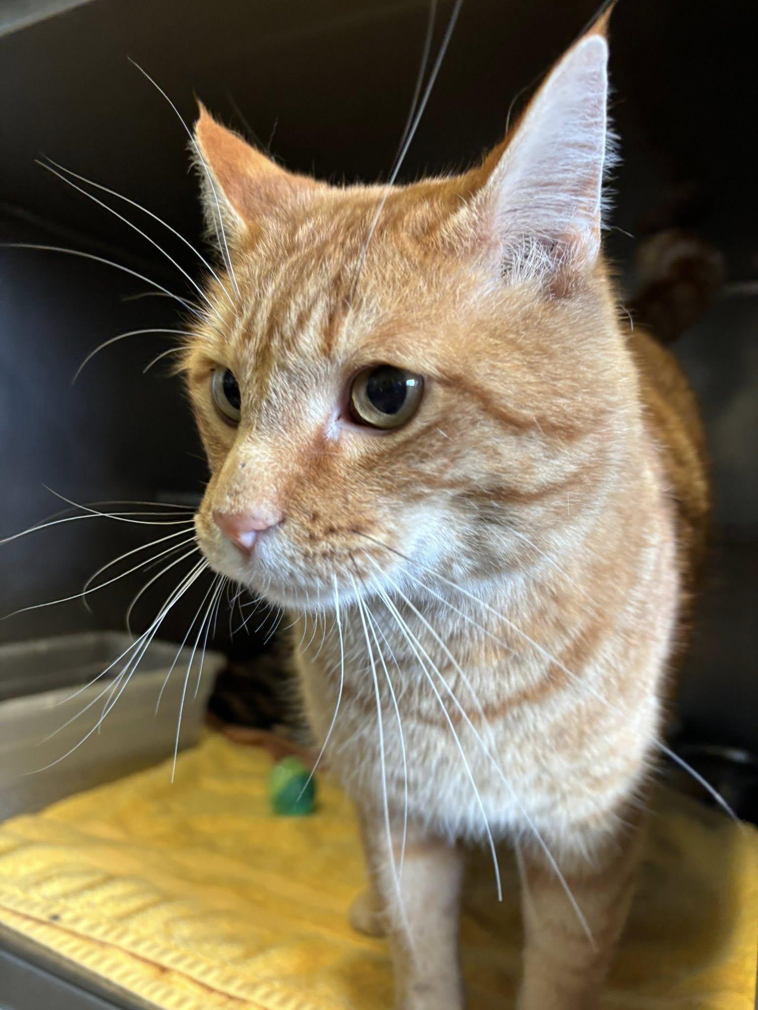 Charles , a ADOPTABLE Domestic Short Hair in Montrose, CO image 5/6