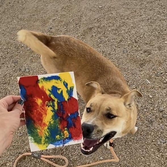 Pharrah, Adoptable, Adult Female Mixed Breed.