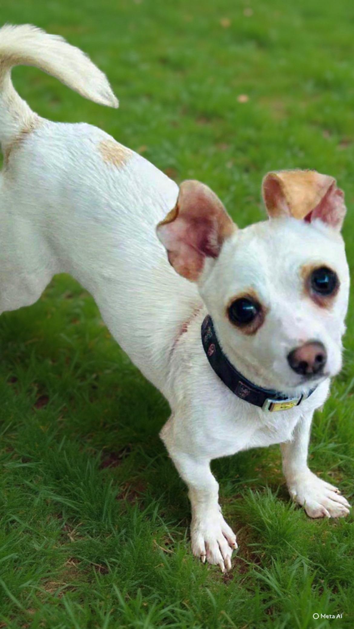 Enlarge DJ, a Adoptable mixed breed in San Ysidro, CA image 3/5