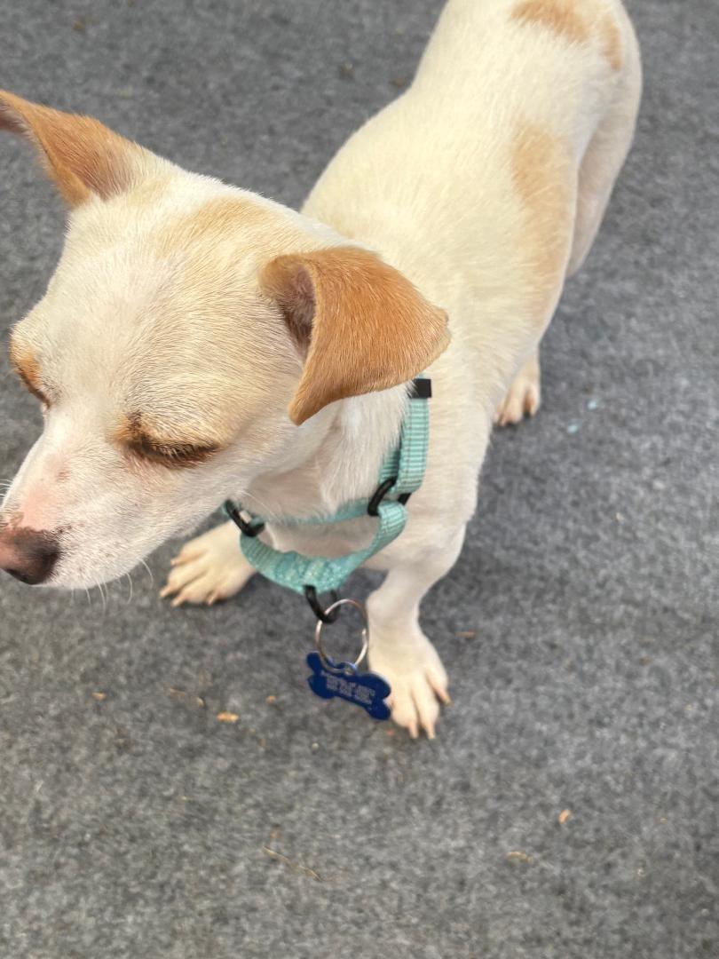 DJ, a Adoptable mixed breed in San Ysidro, CA image 2/5