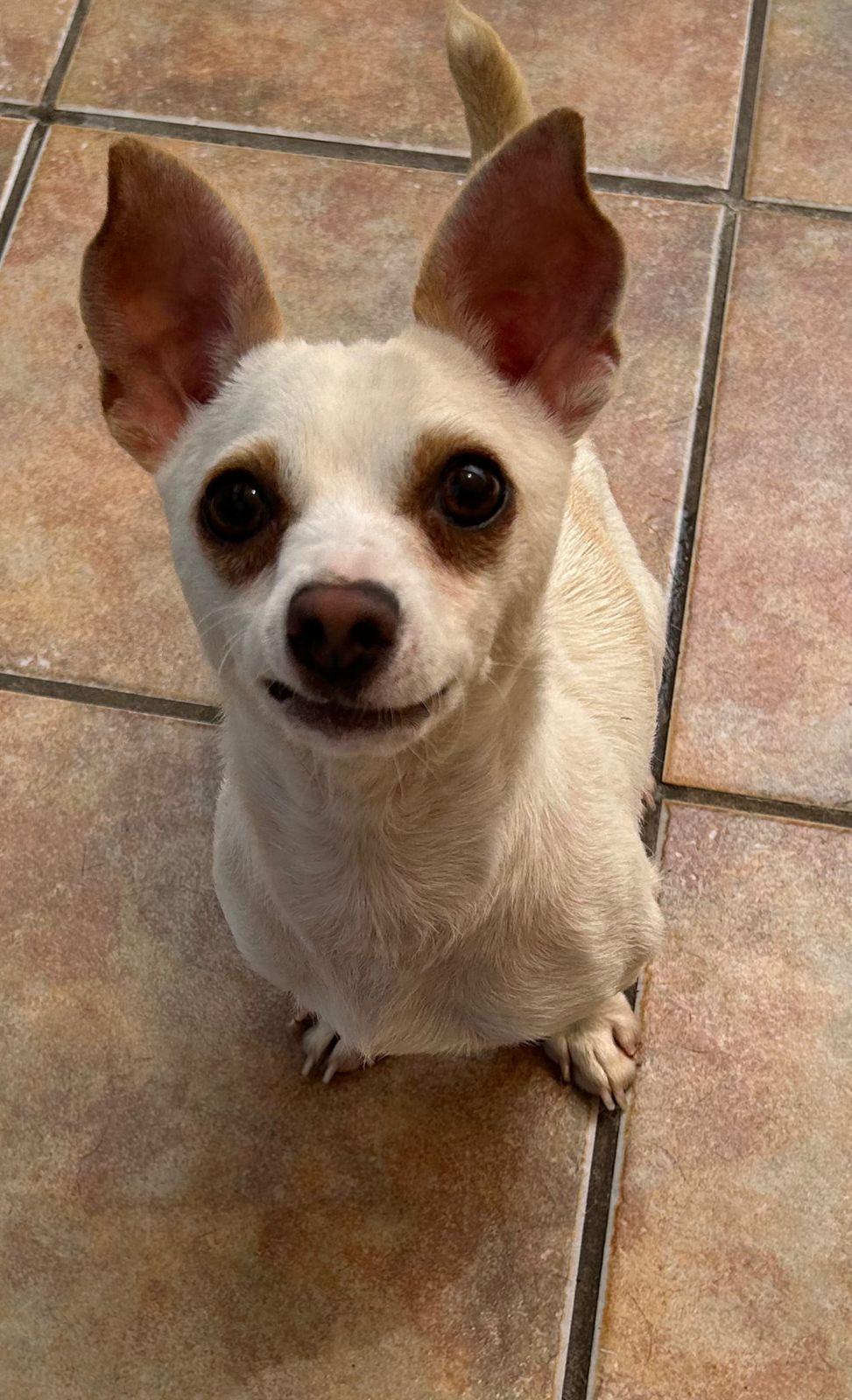 DJ, Adoptable, Adult Male Chihuahua.