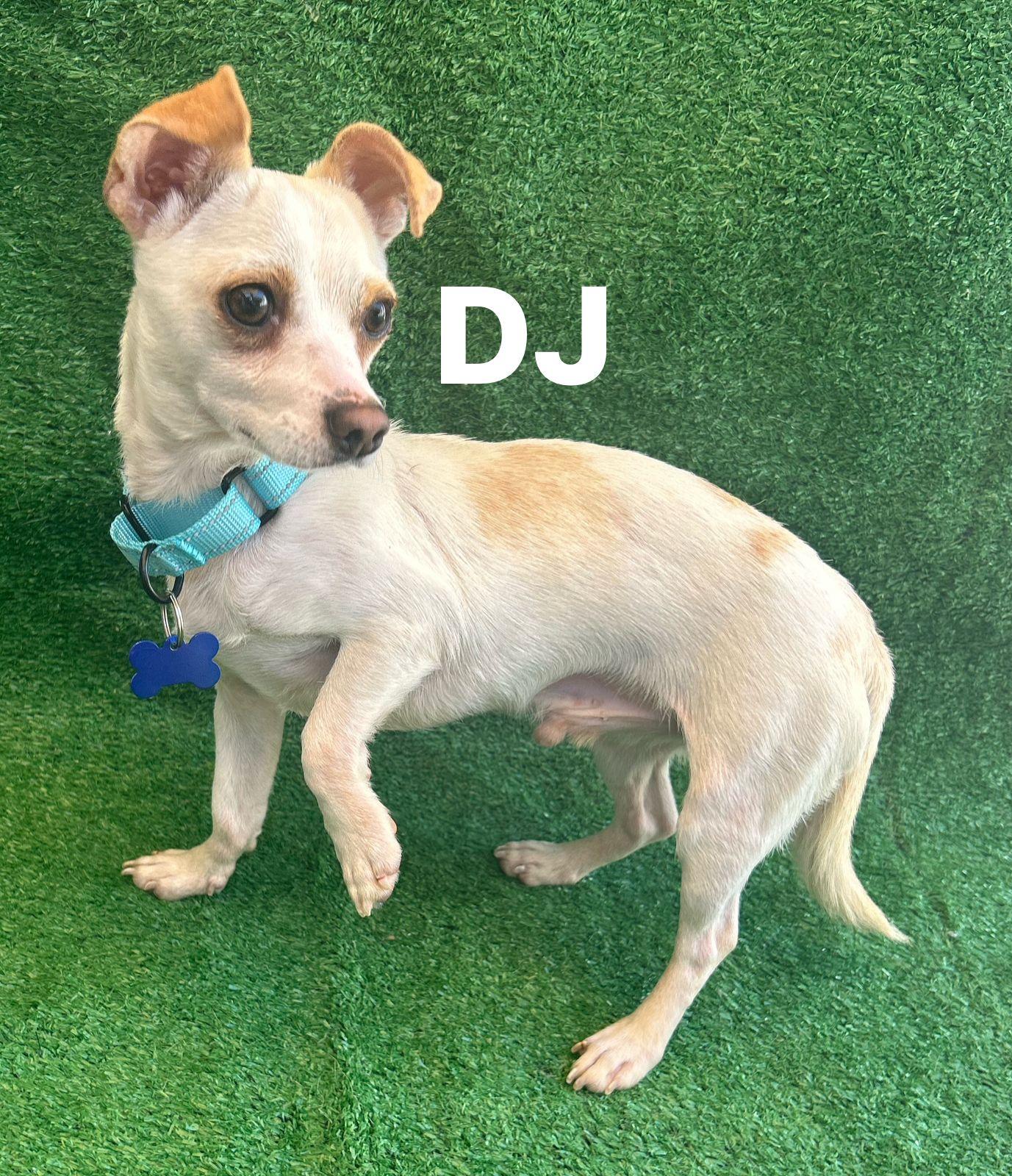DJ, Adoptable, Adult Male Chihuahua.