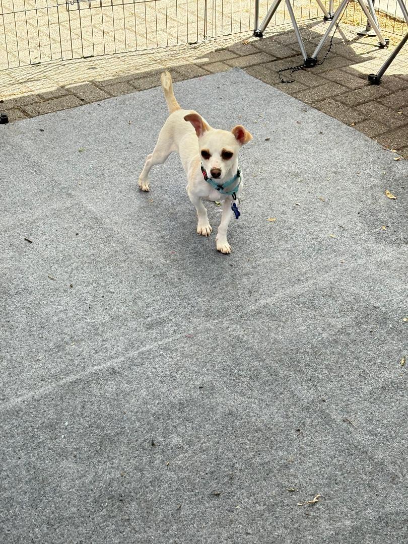 DJ, a Adoptable mixed breed in San Ysidro, CA image 3/5