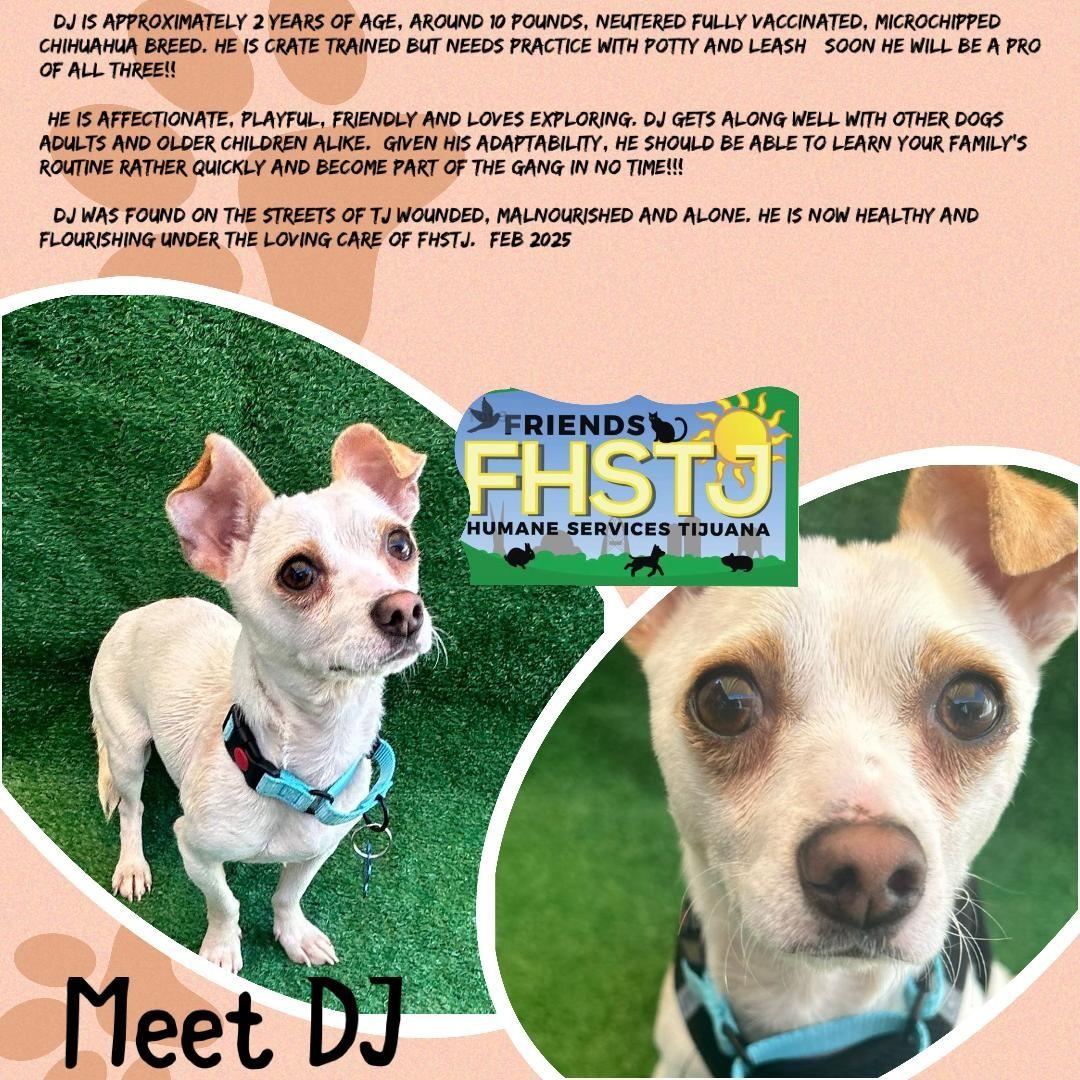 DJ, a Adoptable mixed breed in San Ysidro, CA image 4/5