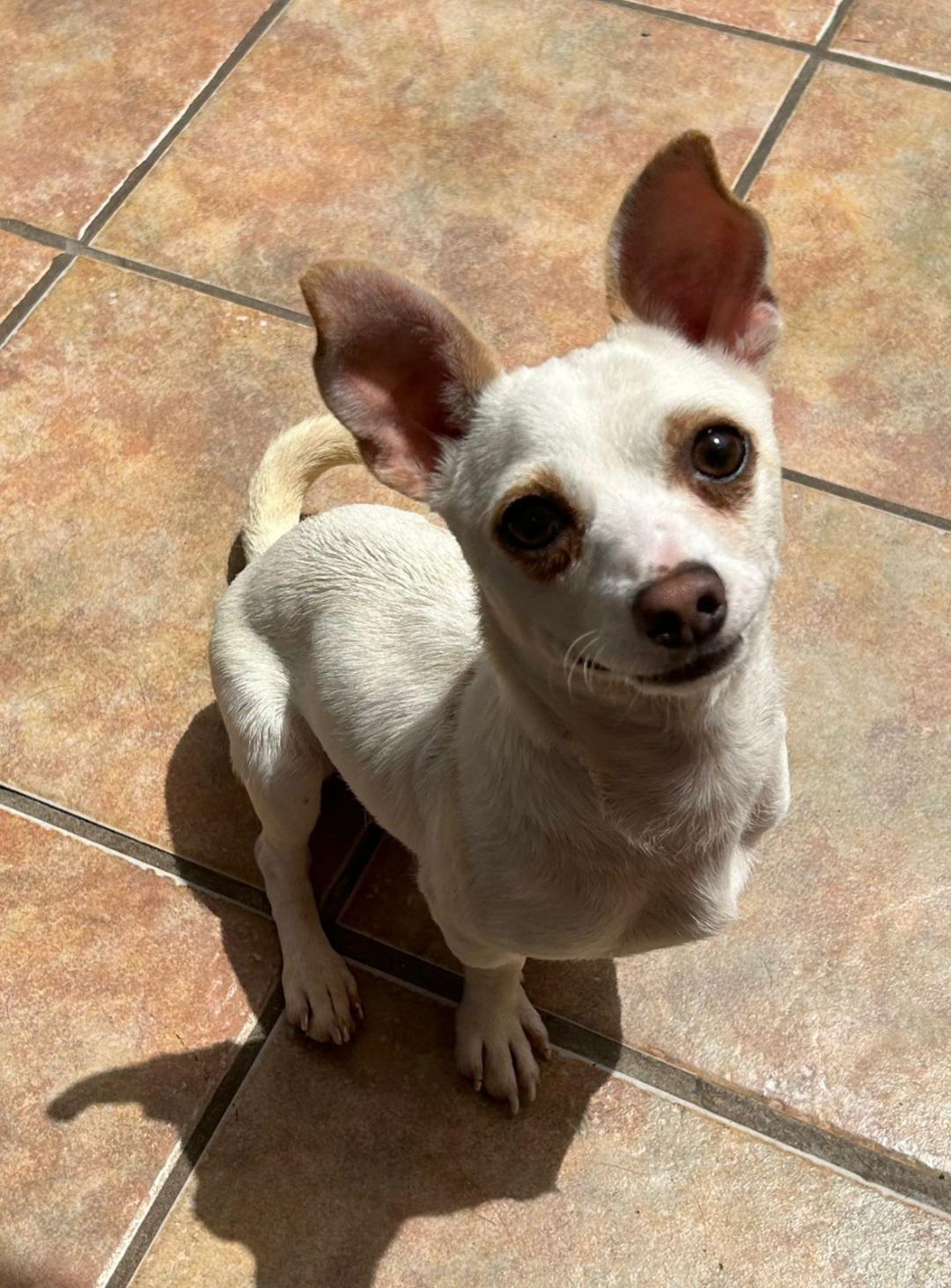 DJ, a Adoptable mixed breed in San Ysidro, CA image 5/5