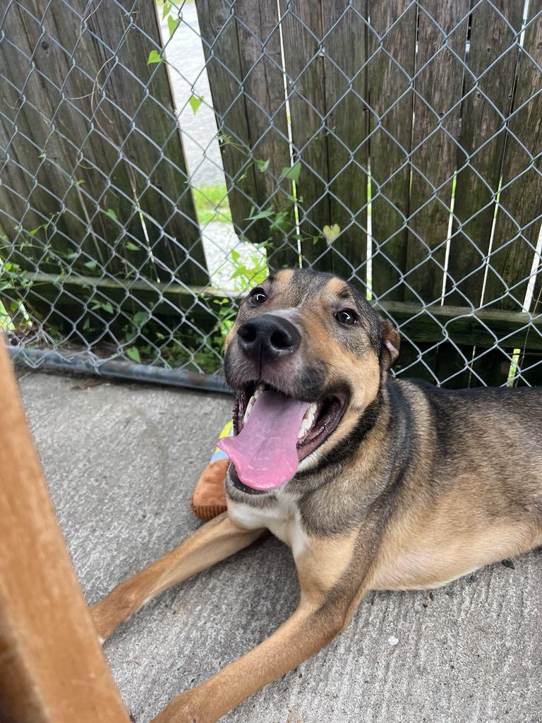 Enlarge Emerson, a Adopted mixed breed in Saranac Lake, NY image 4/5