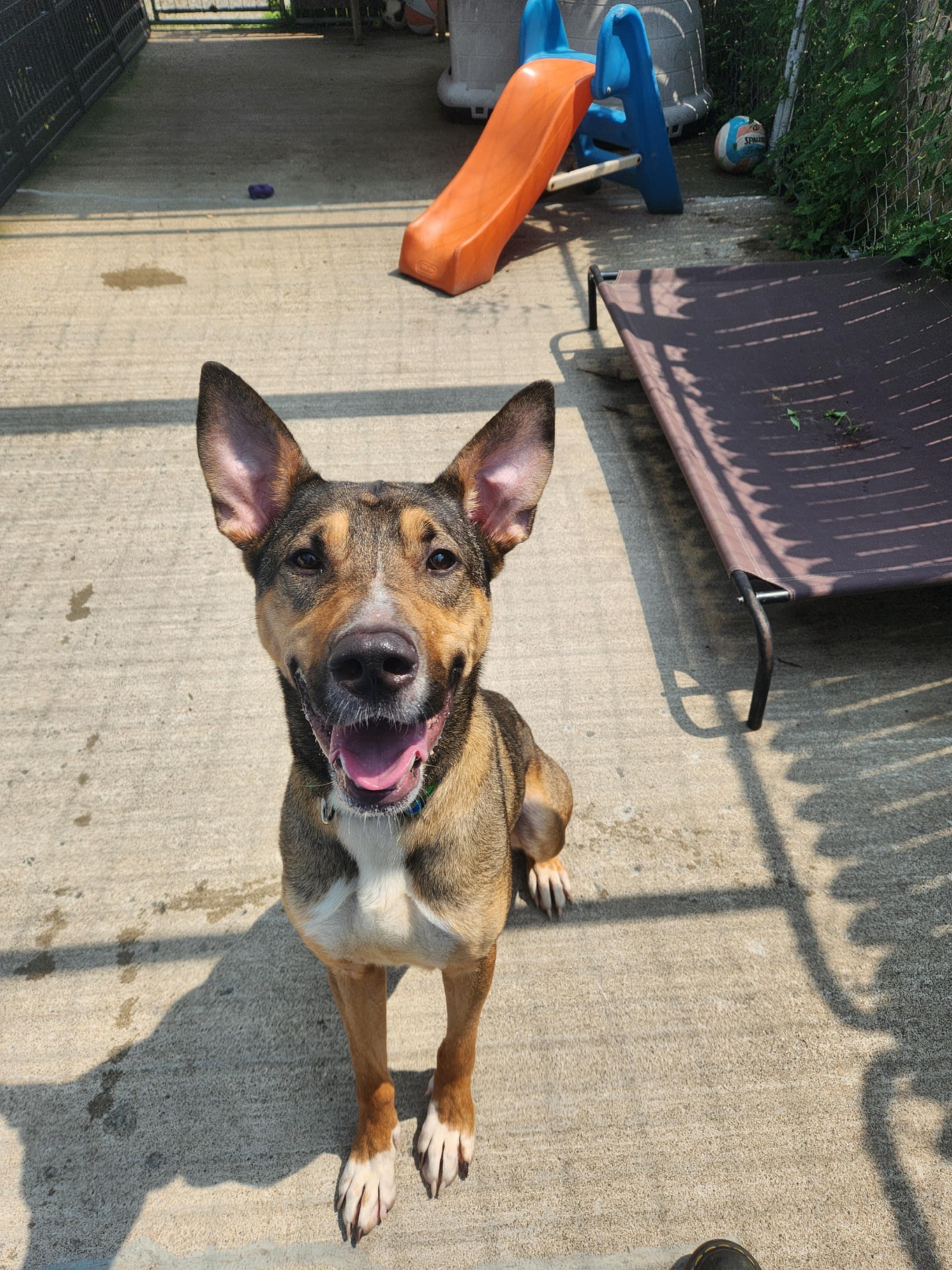 Enlarge Emerson, a Adopted mixed breed in Saranac Lake, NY image 1/5