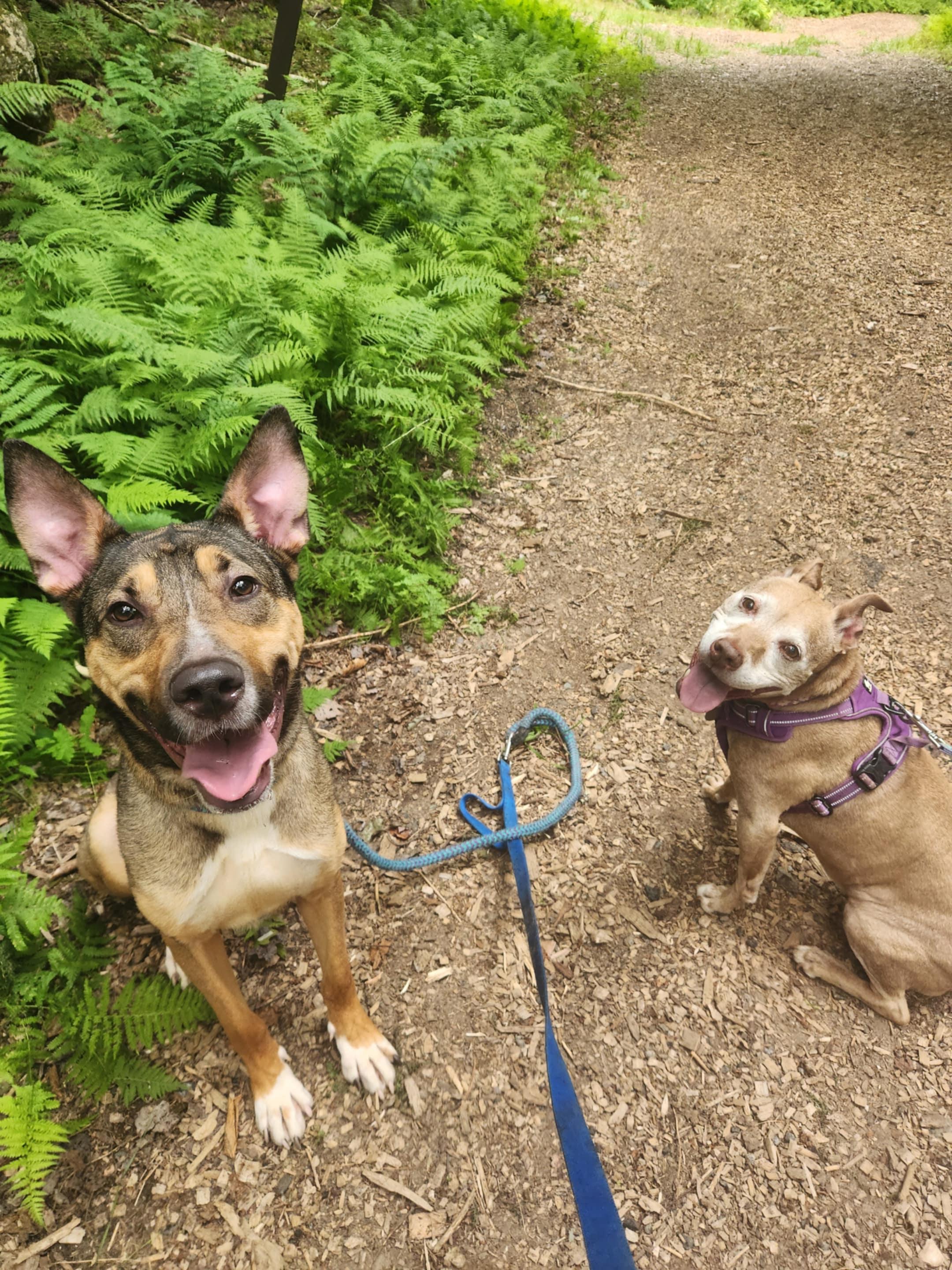 Enlarge Emerson, a Adopted mixed breed in Saranac Lake, NY image 5/5