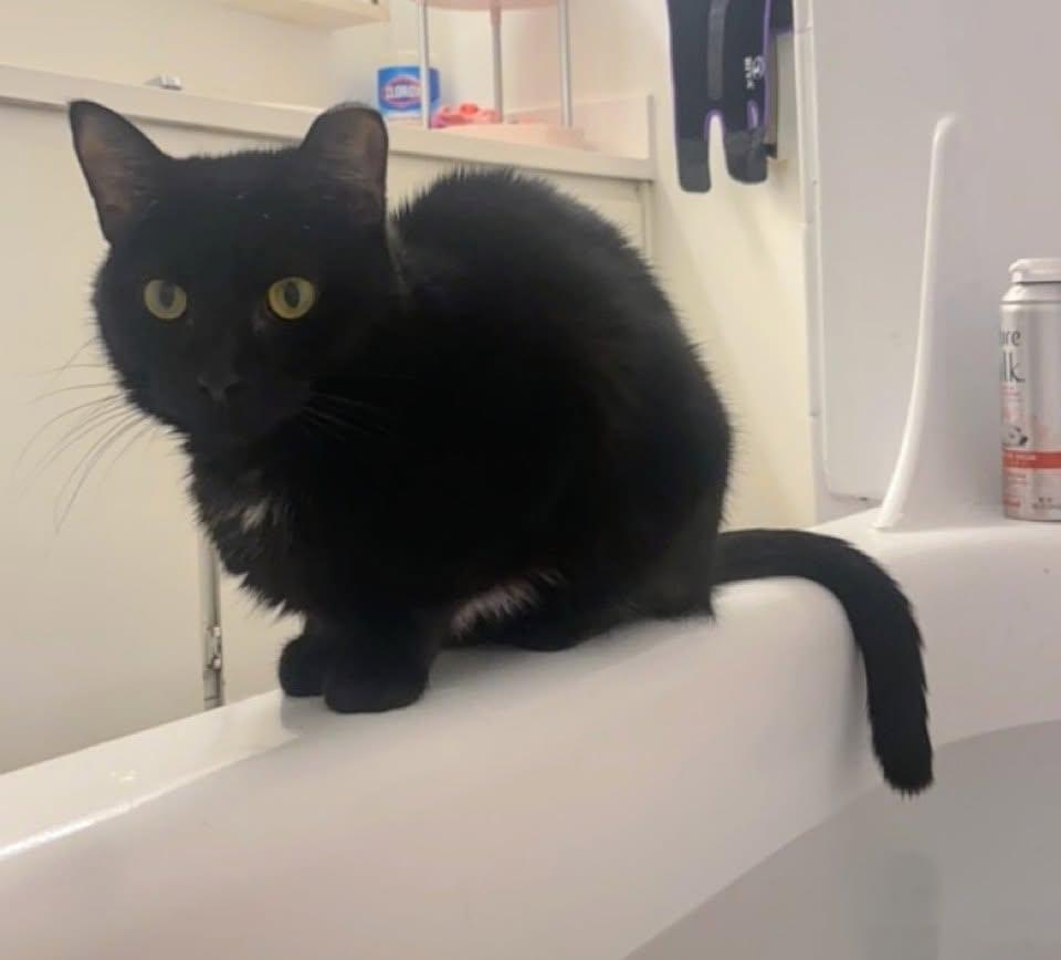 Parsnip, Adoptable, Adult Female Domestic Short Hair.