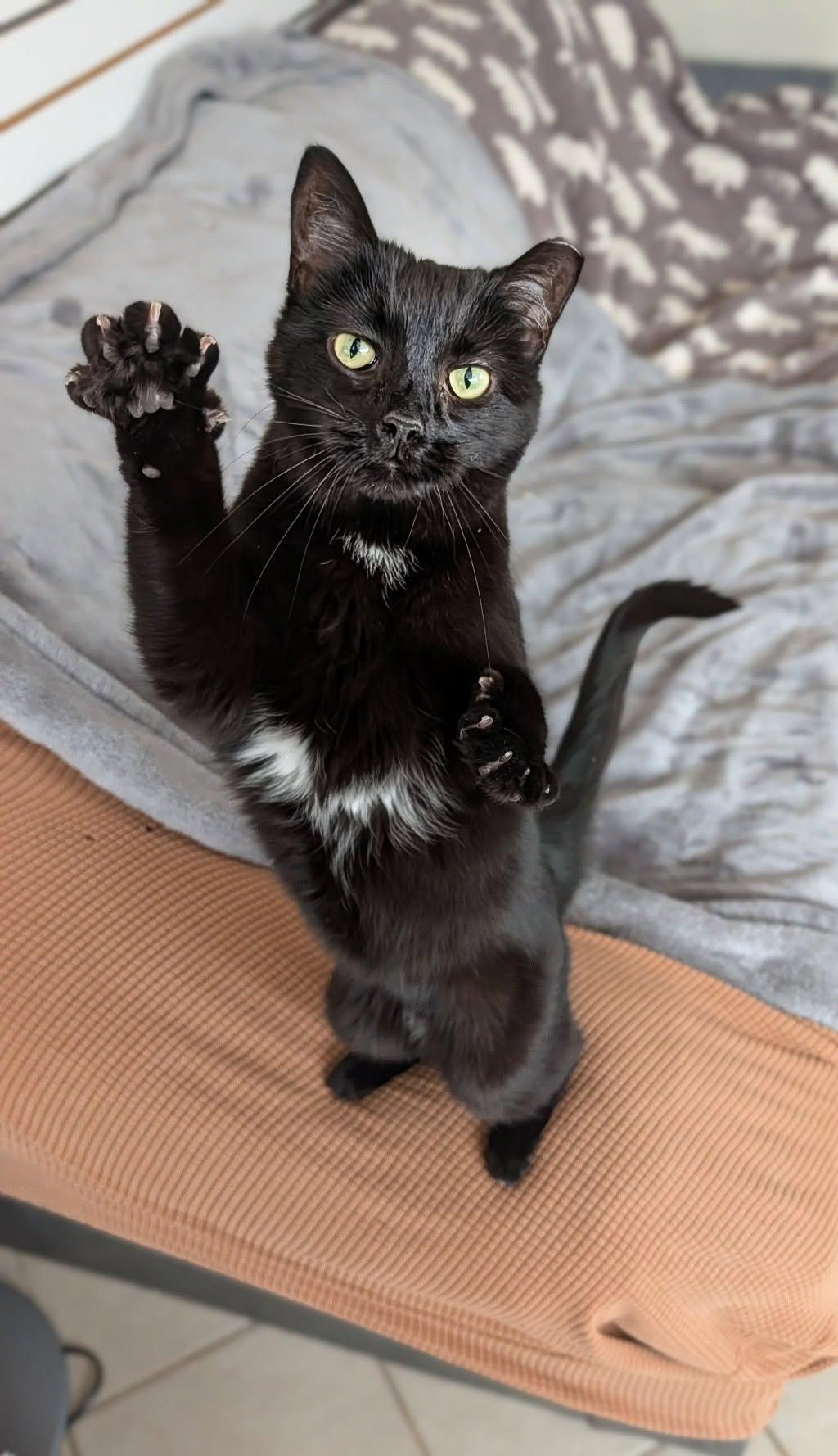 Parsnip, a Adoptable Domestic Short Hair in New Baltimore, MI image 2/6