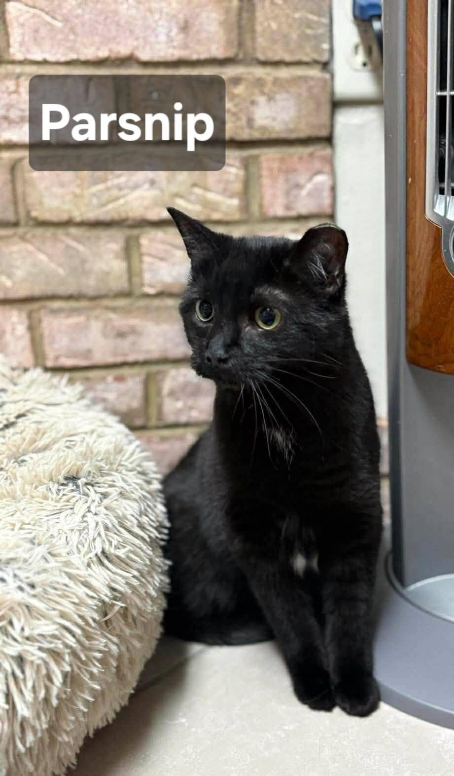 Parsnip, a Adoptable Domestic Short Hair in New Baltimore, MI image 3/6