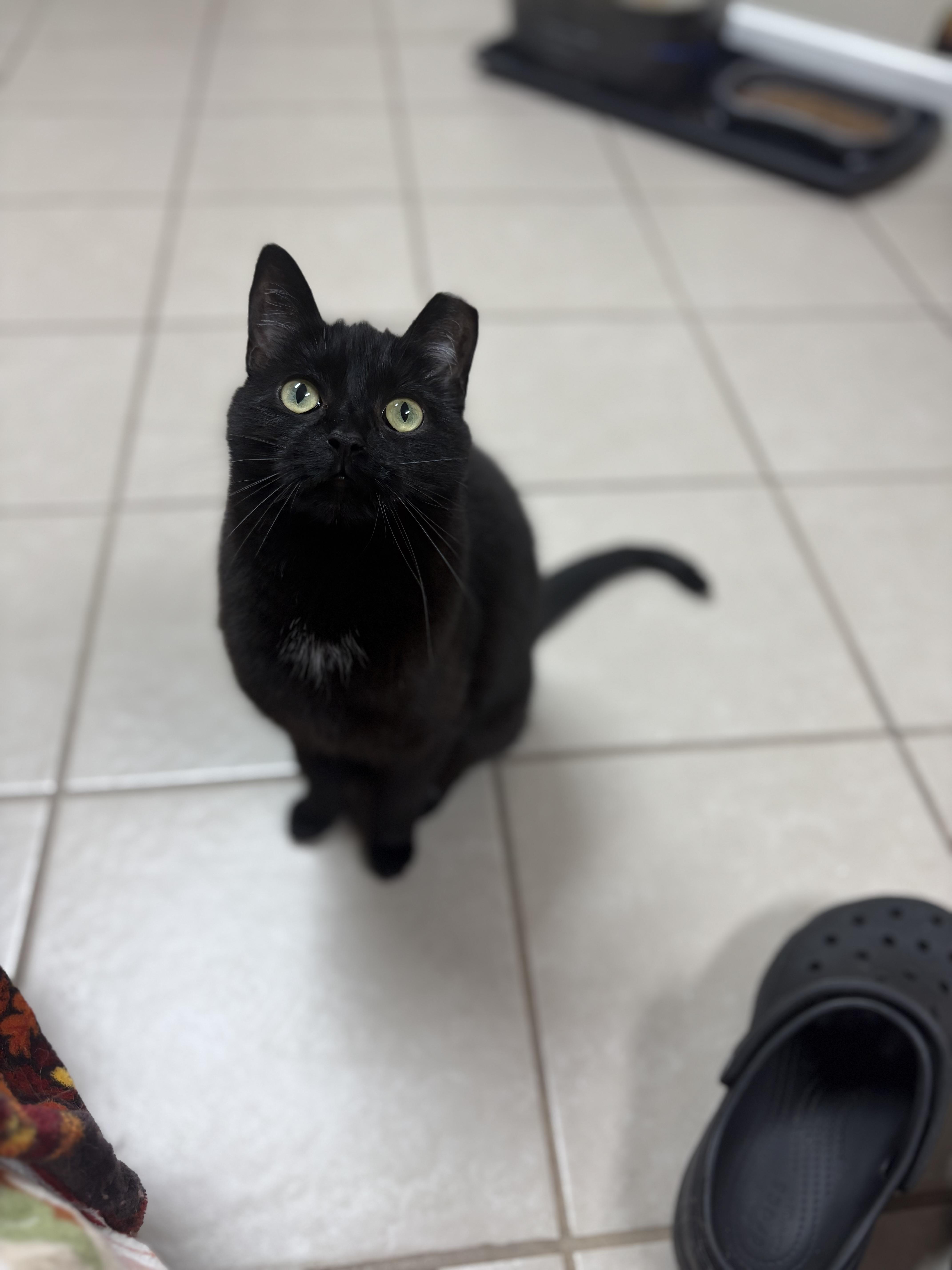 Parsnip, a Adoptable Domestic Short Hair in New Baltimore, MI image 4/6