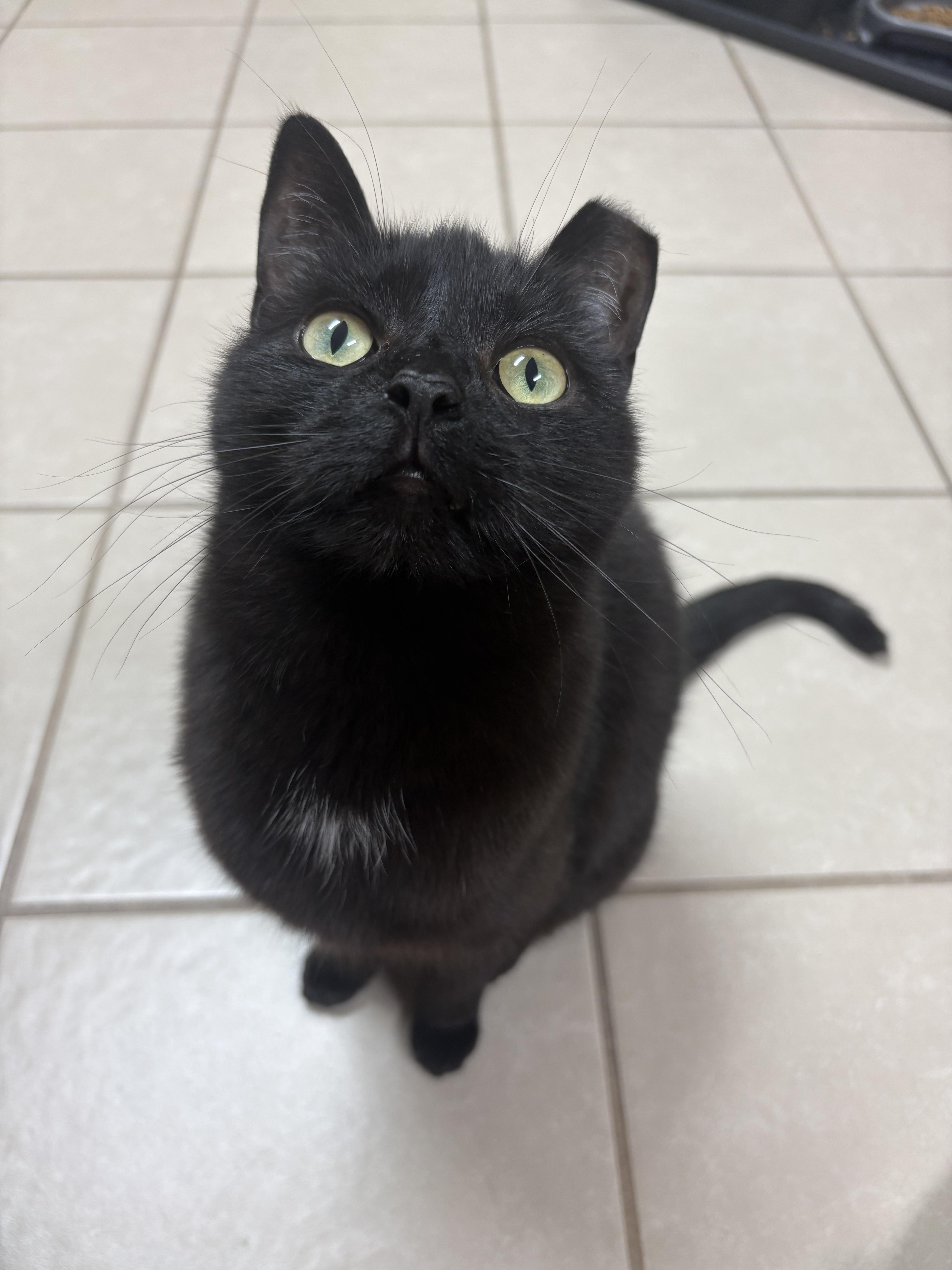 Parsnip, a Adoptable Domestic Short Hair in New Baltimore, MI image 5/6