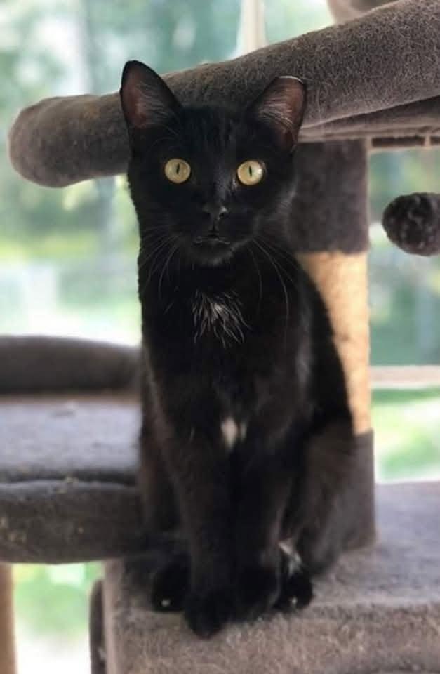 Parsnip, a Adoptable Domestic Short Hair in New Baltimore, MI image 6/6