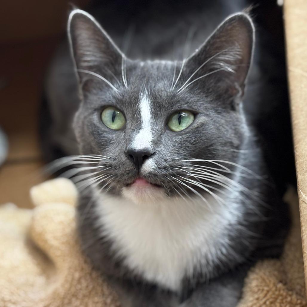 Enlarge Wendy, a Adoptable Domestic Short Hair in Mebane, NC image 1/6