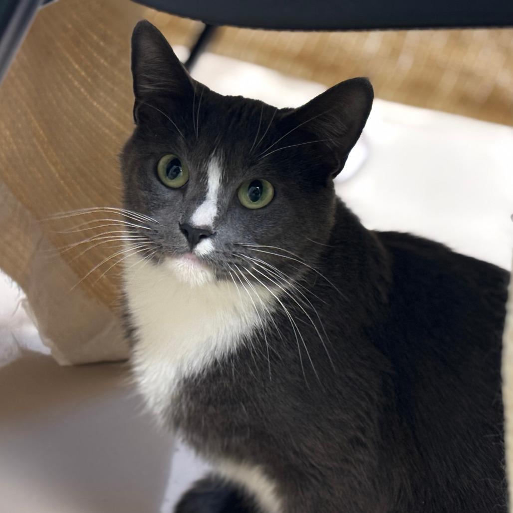 Wendy, Adoptable, Adult Female Domestic Short Hair.