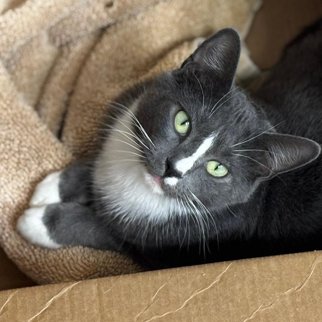 Enlarge Wendy, a Adoptable Domestic Short Hair in Mebane, NC image 3/6