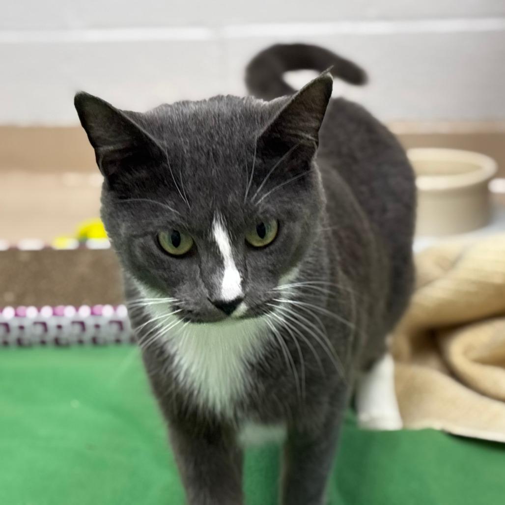 Wendy, a Adoptable Domestic Short Hair in Mebane, NC image 2/4
