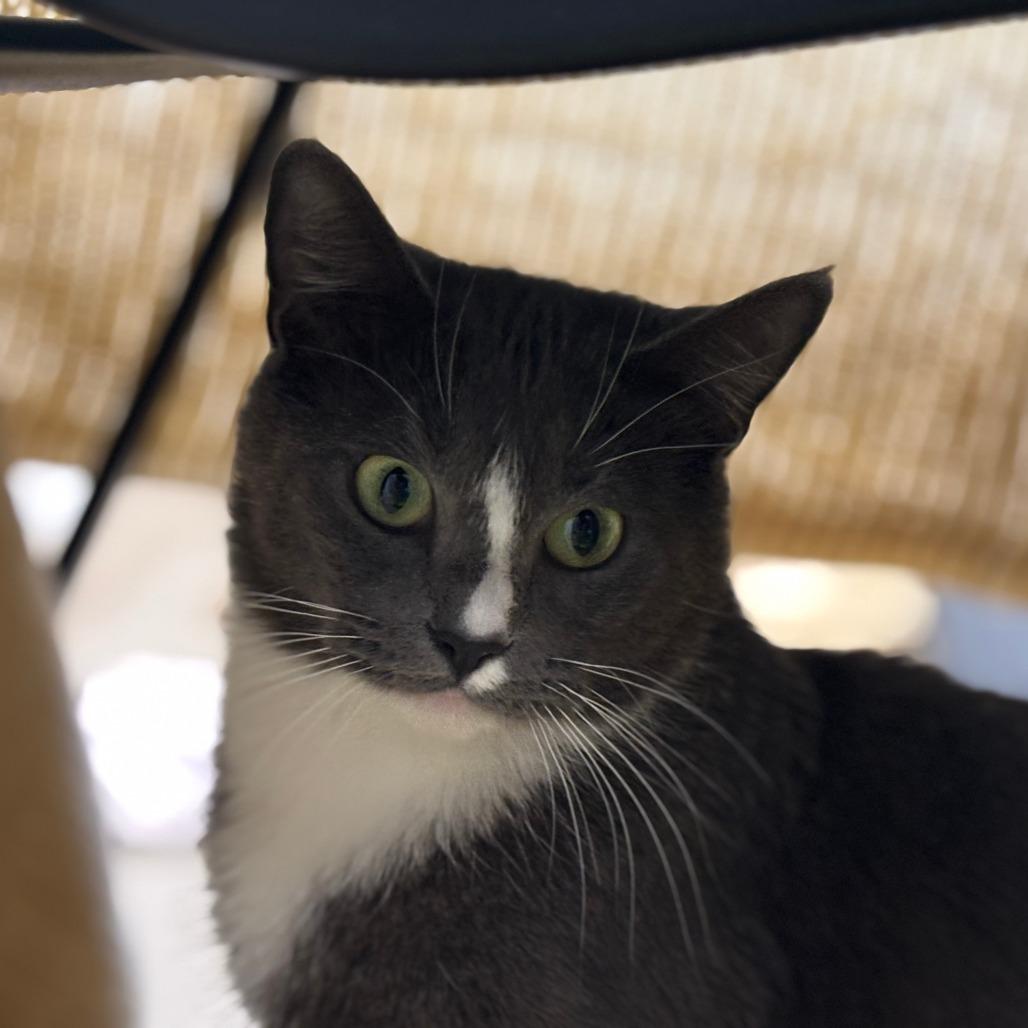 Wendy, a Adoptable Domestic Short Hair in Mebane, NC image 3/4