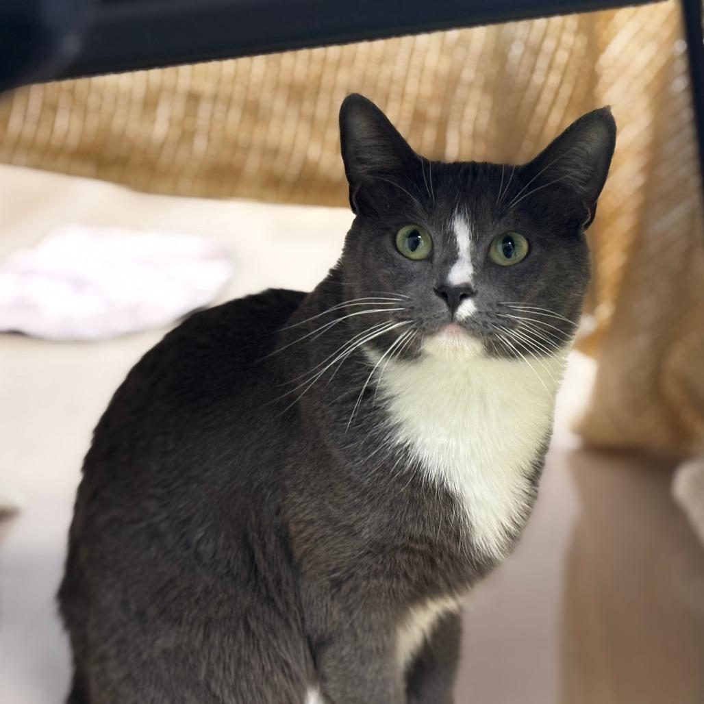 Wendy, a Adoptable Domestic Short Hair in Mebane, NC image 4/4