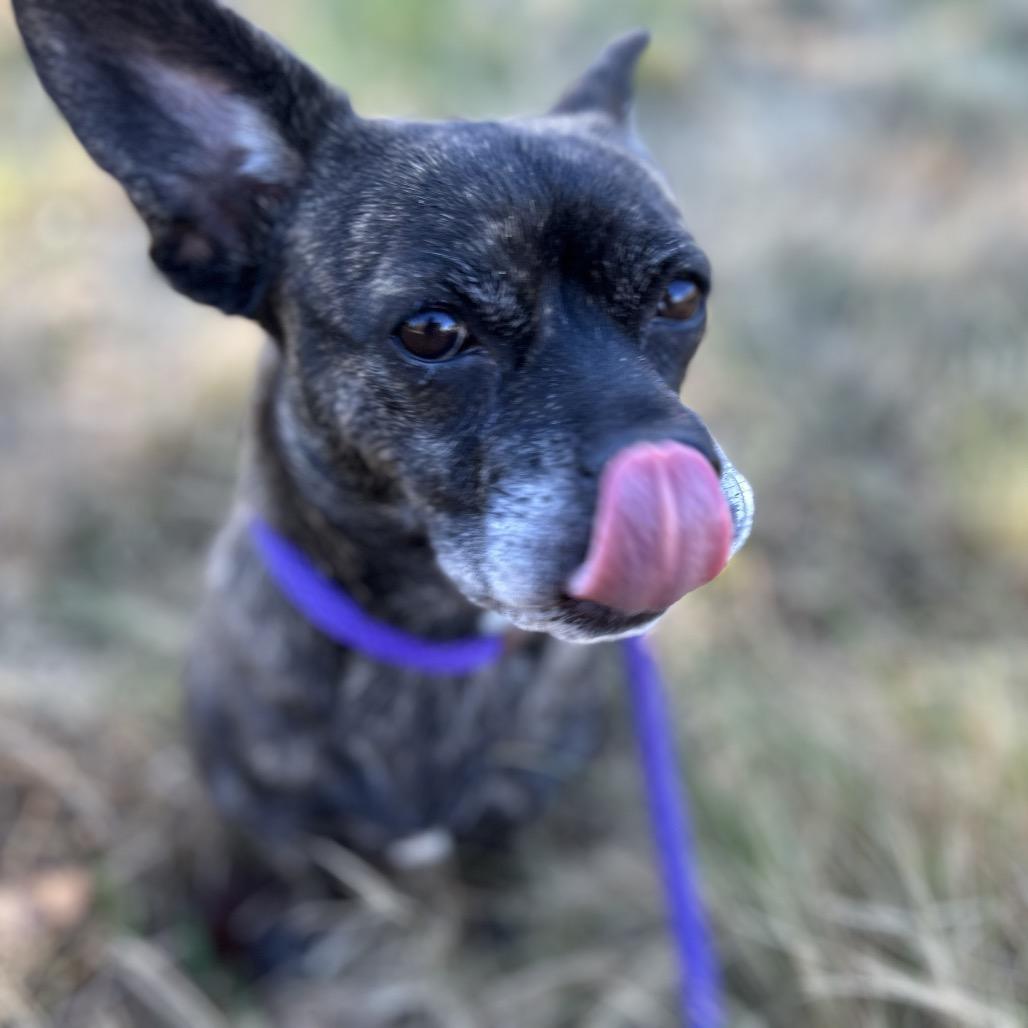 Enlarge Lulu, a Adoptable mixed breed in Durham, NC image 1/6