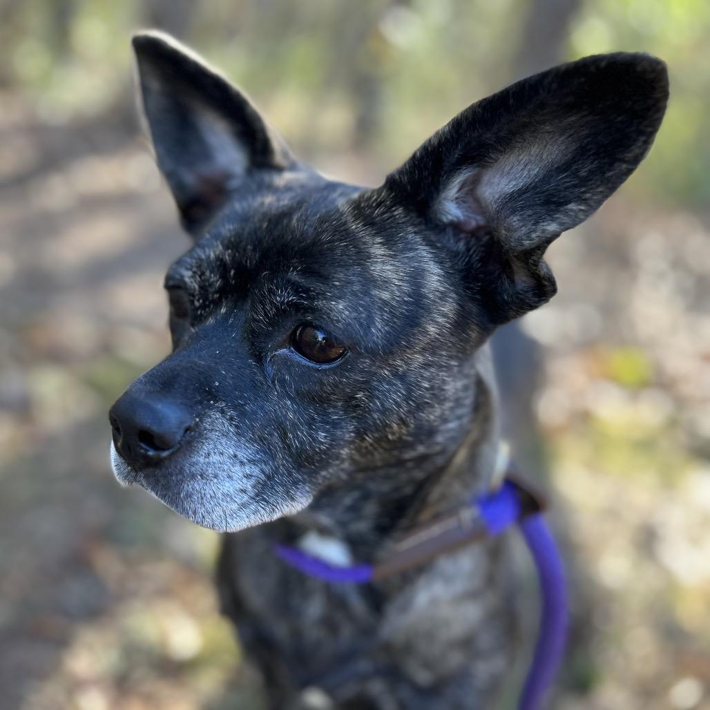 Enlarge Lulu, a Adoptable mixed breed in Durham, NC image 4/6