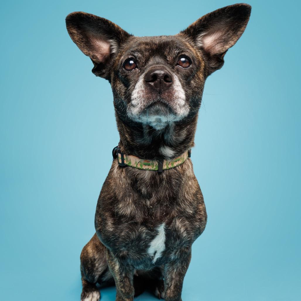 Enlarge Lulu, a Adoptable mixed breed in Durham, NC image 4/6