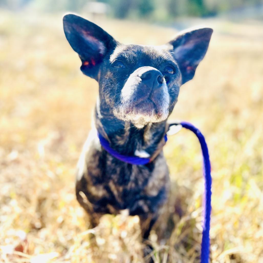 Enlarge Lulu, a Adoptable mixed breed in Durham, NC image 5/6